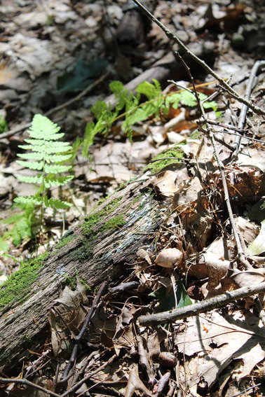 The forest floor has much to teach, according to Forest School philosophy.